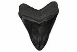 Fossil Megalodon Tooth - South Carolina #340292-1